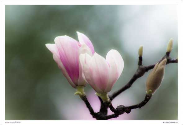 Saucer Magnolia